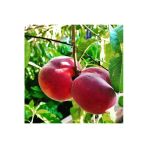 Taşkar Peyzaj Red Elegant Şeftali Fidanı Aşılı ( 2 Yaş \ Tüplü \ 80-100 Cm)