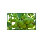 Taşkar Peyzaj Şebin Ceviz Fidanı ( 2 Yaş - Tüplü) 40-60 Cm