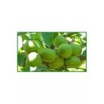 Taşkar Peyzaj Şebin Ceviz Fidanı Aşılı ( Tüplü \ 40-60 Cm)