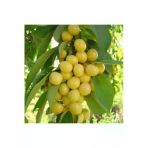 taşkar peyzaj Stars Gold Beyaz Kiraz Fidanı Aşılı ( 2 Yaş - Tüplü / 80-100 cm )