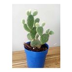 Tavşan Kulağı Kaktüs Opuntia Microdasys White Cactus Beyaz Diken Kaktus
