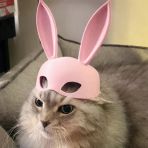 Tavşan Kulaklı Kedi Maskesi | 3D Baskı Sevimli Pet Fotoğraf Aksesuarı