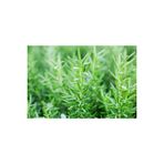 Taze Biberiye(Ağaçtan Yeni Toplanmış) (50 Gr) Fresh Rosemary