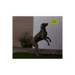 Tchibo Köpekler İçin Frizbi