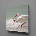 Technopa Beyaz Flamingolar 110x110 cm Kanvas Tablo