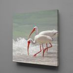 Technopa Beyaz Flamingolar 25x25 cm Kanvas Tablo