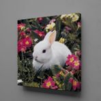 Technopa Beyaz Tavşan 25x25 cm Kanvas Tablo