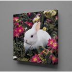 Technopa Beyaz Tavşan 30x30 cm Kanvas Tablo