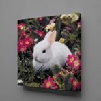 Technopa Beyaz Tavşan 70x70 cm Kanvas Tablo