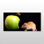 Technopa Elma ve Hamster 60x30 cm Kanvas Tablo
