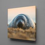 Technopa Fok Balığı 40x40 cm Kanvas Tablo