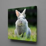 Technopa Gri Tavşan 80x80 cm Kanvas Tablo