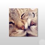 Technopa Kedi Çift 70x70 cm Kanvas Tablo