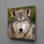 Technopa Kurt 50x50 cm Kanvas Tablo