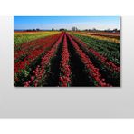 Technopa Lale Tarlası 120x80 cm Kanvas Tablo