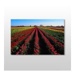 Technopa Lale Tarlası 60x40 cm Kanvas Tablo