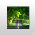 Technopa Orman Içindeki Yol 100x100 cm Kanvas Tablo