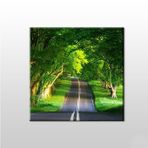 Technopa Orman Içindeki Yol 40x40 cm Kanvas Tablo