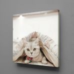 Technopa Sevimli Kedi 120x120 cm Kanvas Tablo