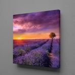 Technopa Sümbül Tarlası 70x70 cm Kanvas Tablo