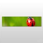 Technopa Uğur Böceği 210x70 cm Kanvas Tablo