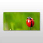 Technopa Uğur Böceği 240x120 cm Kanvas Tablo