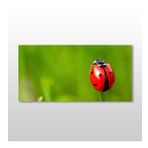 Technopa Uğur Böceği 60x30 cm Kanvas Tablo