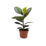 Tek Dal 20-45Cm Kauçuk Bitkisi - Ficus Elastica Ev, Ofis, Salon, İç Mekan Bitkisi, SRD03022025BYB404
