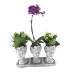 Tek Dal Mini Mor Orkide & Beyaz Kalanşo & Eskitme Trio Helen Beton Saksıda Hediyelik Canlı Çiçek BALFLOWERDESİGN-2405