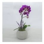 Tek Dal Mini Mor Orkide & Gri Moon Beton Saksıda Hediyelik Canlı Çiçek BALFLOWERDESİGN-2408