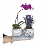 Tek Dal Mini Mor Orkide & Kokulu Lavanta & Gri Jumbo Dünya Beton Saksıda Hediyelik Canlı Çiçek BALFLOWERDESİGN-2995