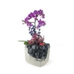 Tek Dal Mini Mor Orkide & Kokulu Lavanta & Gri Siyah Festa Beton Saksıda Hediyelik Canlı Çiçek BALFLOWERDESİGN-2413