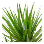 Tek Gövdeli 30 cm Dracaena Marginata