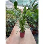 Tekno Trust Areka Palmiyesi-Areca Dypsis Lutescens 100-110CM - Renkli