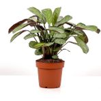 Tekno Trust Calathea Ctenanthe - Burle Marxii 'amagris' 30-40 cm - Renkli