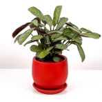 Tekno Trust Calathea Ctenanthe - Burle Marxii Amagris Curvy Kırmızı Saksılı 30-40 cm - Renkli