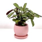 Tekno Trust Calathea Ctenanthe - Burle Marxii Amagris Curvy Pembe Saksılı 30-40 cm - Renkli