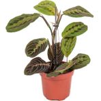 Tekno Trust Calathea Maranta Xl Form Leuconeura Fascinator Dua Çiçeği Ev Ofis Salon İthal İç Mekan Bitkisi - Renkli