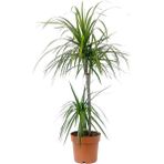Tekno Trust Dracaena Marginata 2 Gövdeli 100-120CM - Renkli