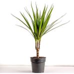 Tekno Trust Dracaena Marginata-Tek Gövdeli 30 cm - Renkli