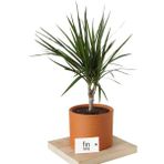 Tekno Trust Dracaena Marginata Tek Gövdeli 50 - 60 cm - Renkli