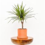 Tekno Trust Dracaena Marginata-Tek Gövdeli Ruby Terra Cotta Saksılı - Renkli
