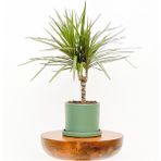 Tekno Trust Dracaena Marginata-Tek Gövdeli Ruby Yeşil Saksılı - Renkli