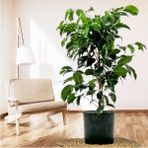 Tekno Trust Ficus Benjamina Danielle-Benjamin Bitkisi 60-80cm