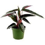Tekno Trust Kalatya-Calathea Triostar Stromanthe Sanguinea 30-40 cm - Renkli