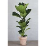 Tekno Trust Keman Yapraklı Kauçuk - Ficus Lyrata Canlı Salon Bitkisi 80 - 100 cm - Renkli