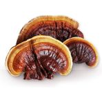 Tekno Trust Kırmızı Reishi Mantarı Tohumu Ganoderma Lucidum Mantar Tohumu 200gr - 200 gr