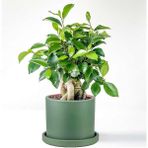 Tekno Trust Mini Ficus Ginseng Bonsai Mint Yeşili Ruby Saksılı