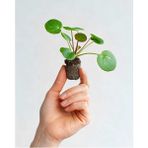 Tekno Trust Mini Saksıda Pilea Peperomioides (Çin Para Ağacı) - Renkli