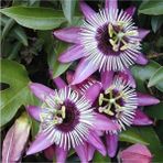 Tekno Trust Passiflora Edulis Maruçya Tohumu (100 Adet)